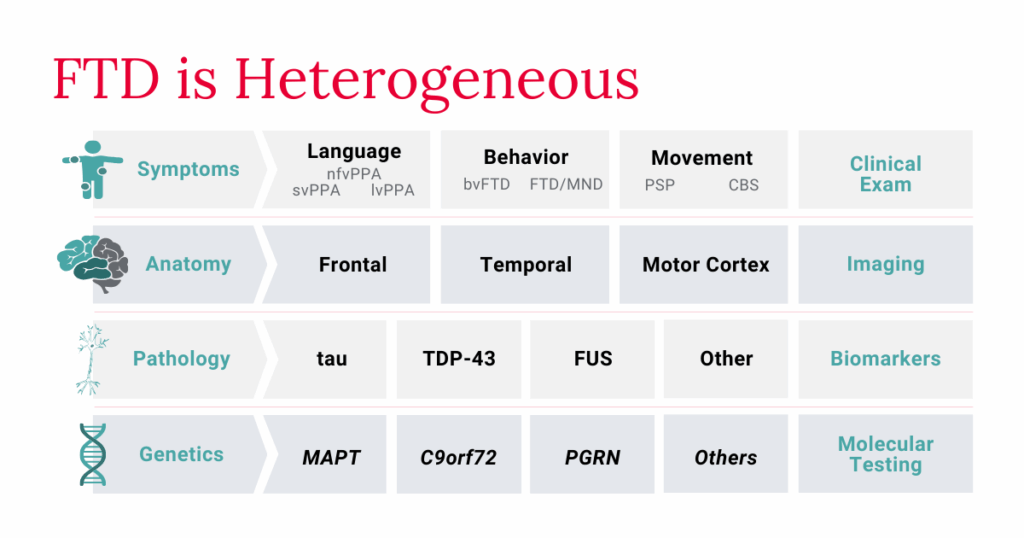 Chart: FTD Is Heterogeneous | Symptoms - Behavior (bvFTD, FTD/MND), Language (nfvPPA, svPPA, lvPPA), Movement (PSP, CBS) - Clinical Exam. | Anatomy - Frontal, Temporal, Motor Cortext - Imaging | Pathology - TDP-43, Tau, FUS, Other - Biomarkers | Genetics - C9orf72, PGRN, MAPT, Others - Molecular Testing