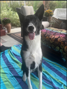 Photo: A white and black dog