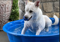 Photo: A white dog in a pool